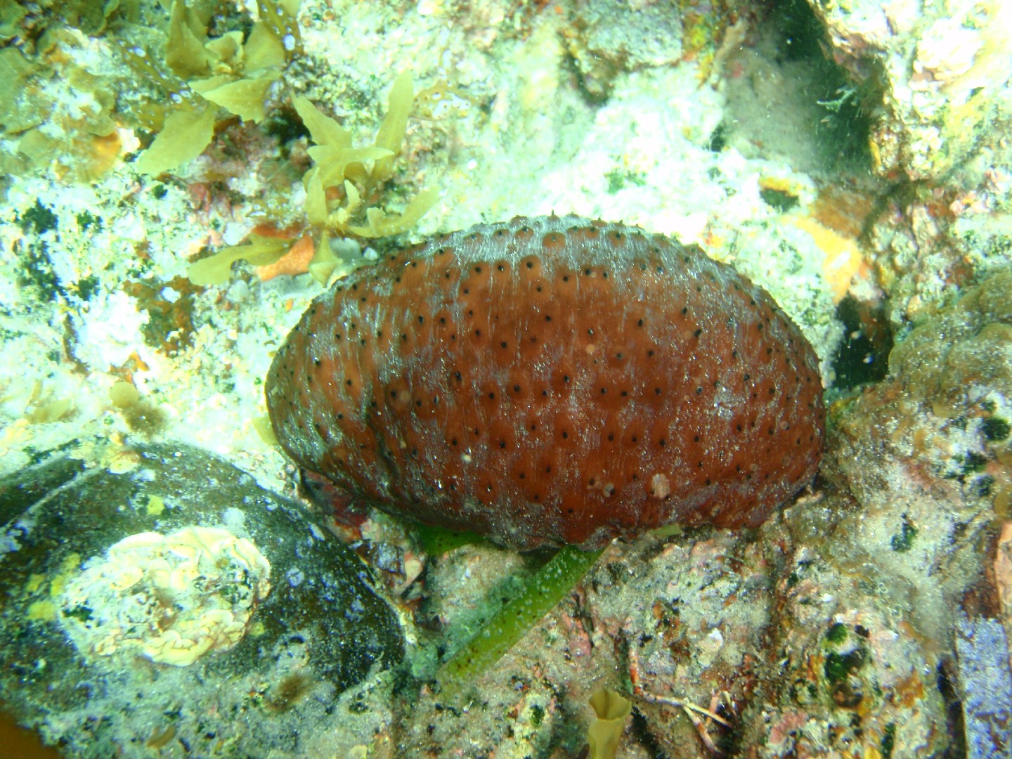 Brown sea cucumber (Australostichopus)