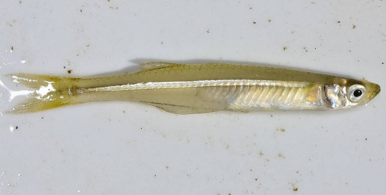 美洲原銀漢魚 (Menidia beryllina)