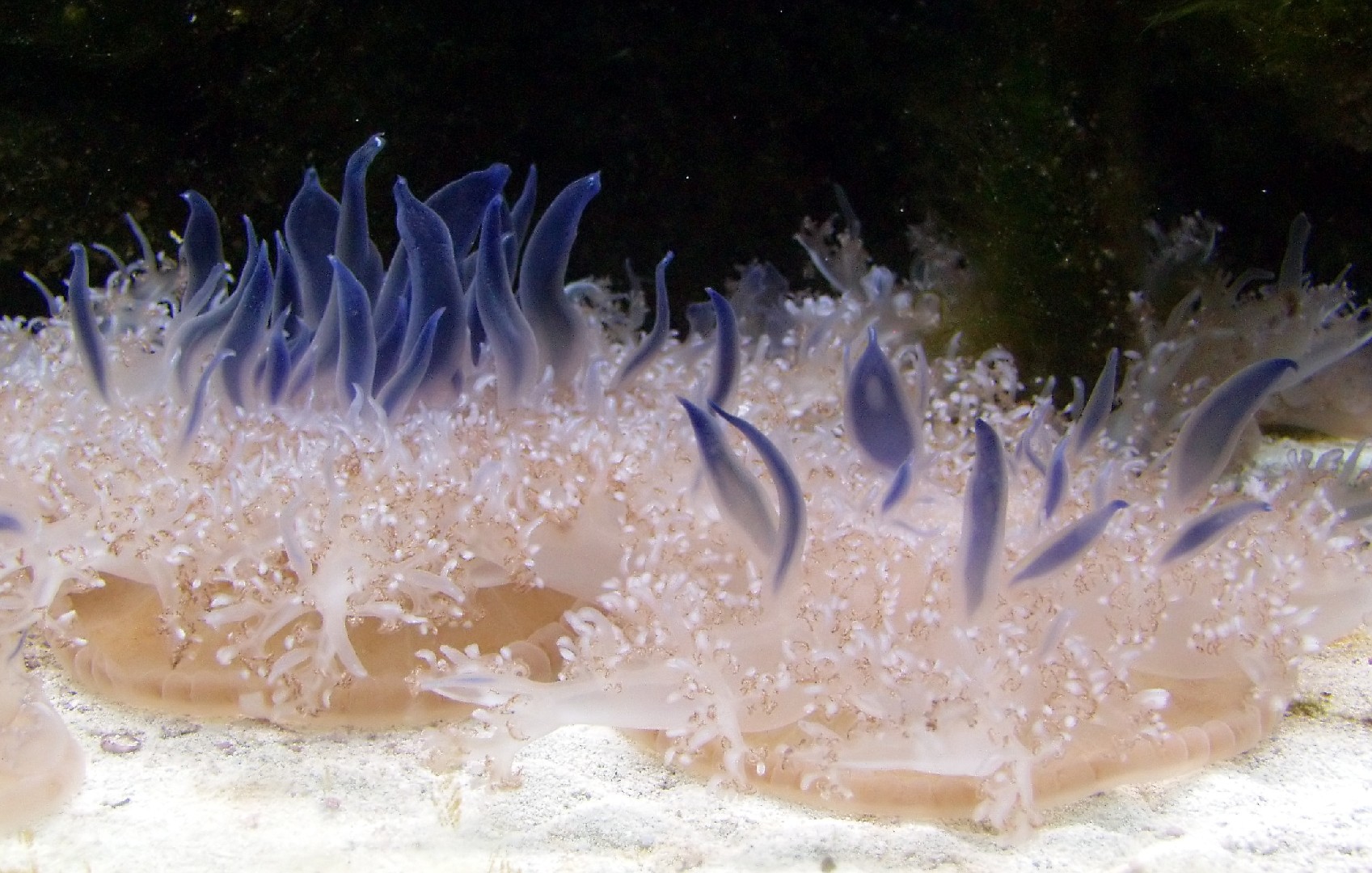 Medusa invertida de manglar (Cassiopea andromeda)