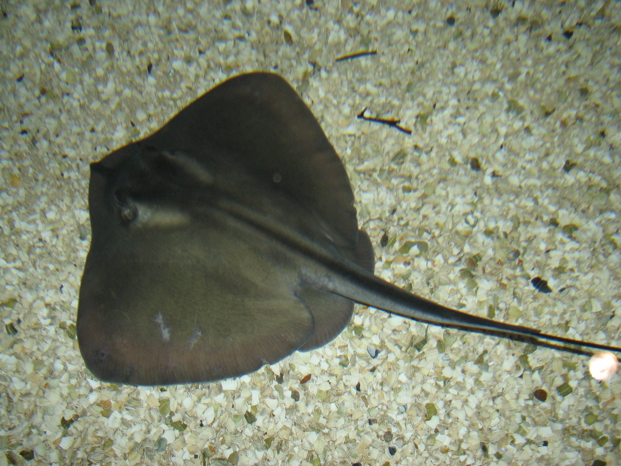 Dasyatis pastinaca (Dasyatis pastinaca)