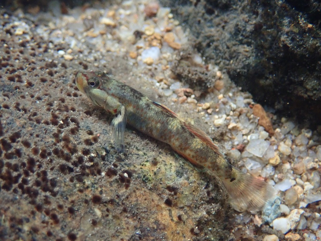 ヨシノボリ (Rhinogobius)