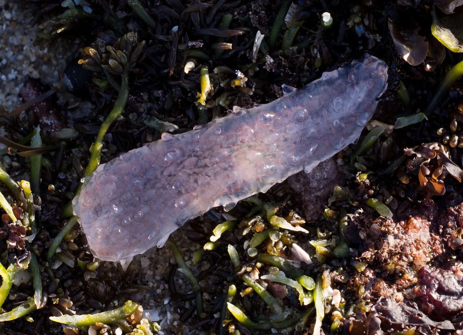 Pyrosome (Pyrosoma)