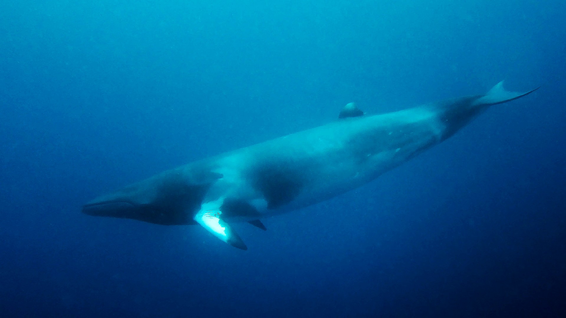 Gewone dwergvinvis (Balaenoptera acutorostrata)