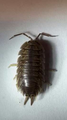 Cloporte lisse (Porcellio laevis)