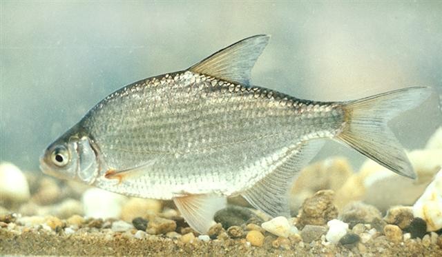 Silver bream (Blicca bjoerkna)