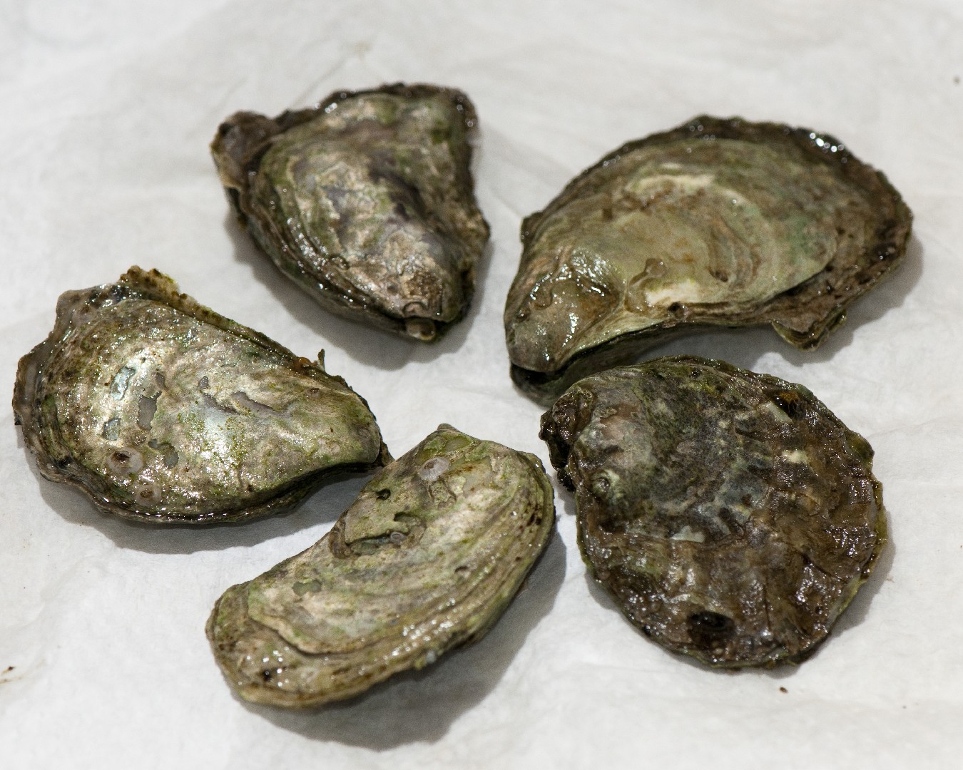 Oysters (Ostrea)