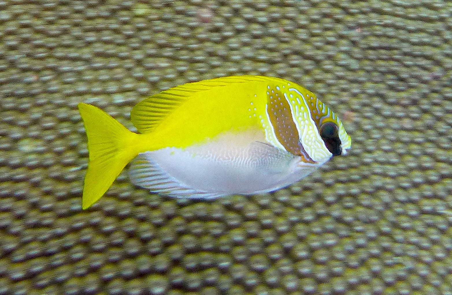 ヒメアイゴ (Siganus virgatus)