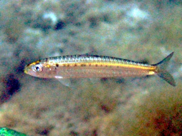 Europese sardine (Sardina pilchardus)