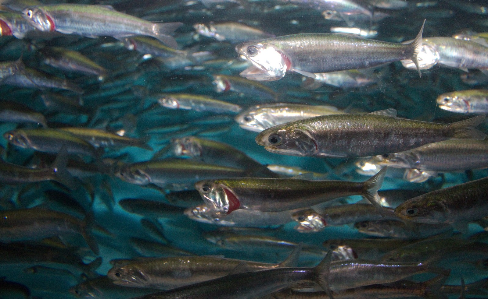 Anchois du pacifique nord (Engraulis mordax)