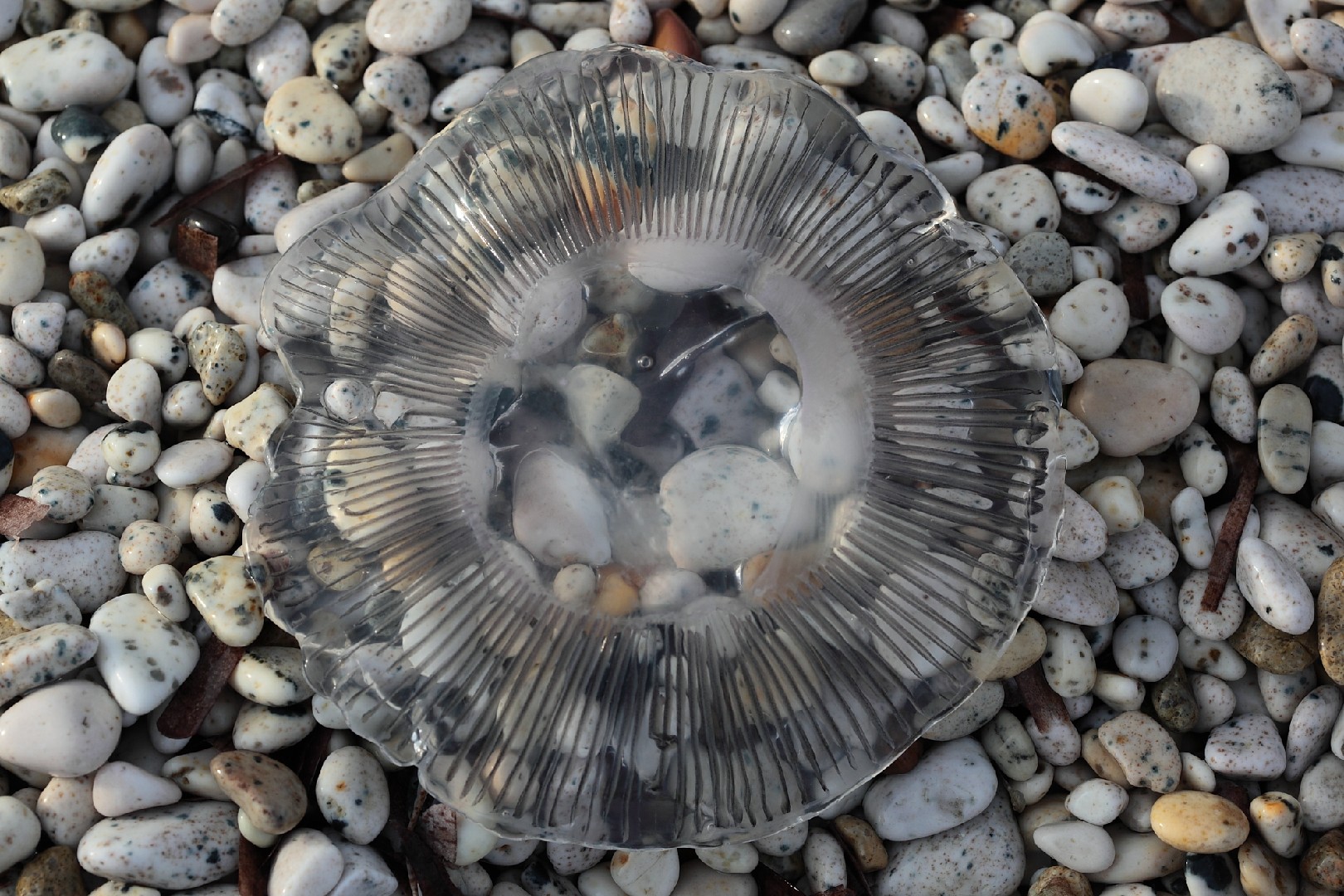 Many-ribbed jellyfish (Aequorea forskalea)