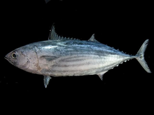 Okeanskij bonito (Katsuwonus pelamis)