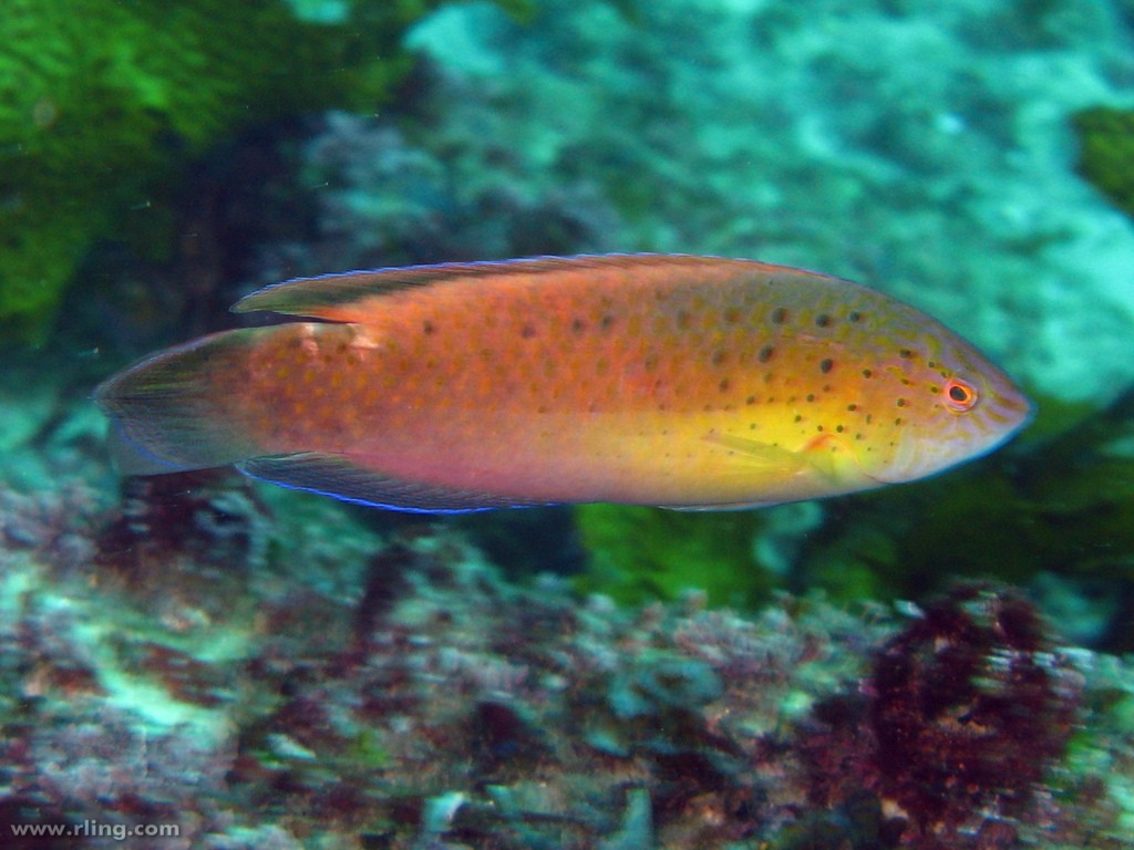 Schwarzfleck-lippfisch (Austrolabrus maculatus)