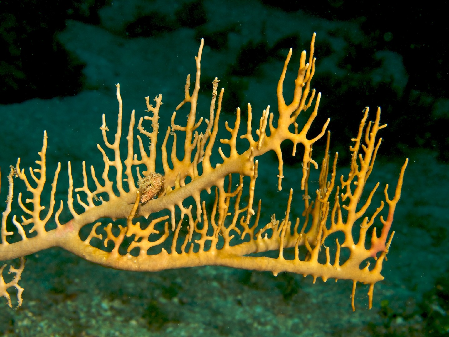 Sea ginger (Millepora alcicornis)