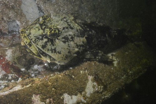 Cabezón (Scorpaenichthys marmoratus)