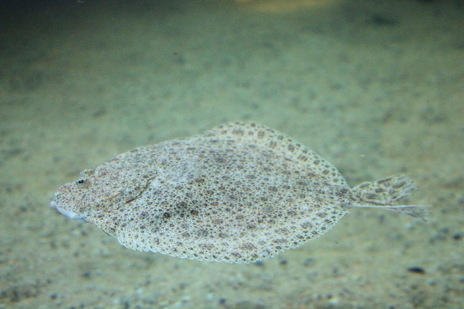 Scophthalmus (Scophthalmus) - Picture Fish