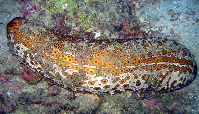 Leopard sea cucumber (Bohadschia argus)