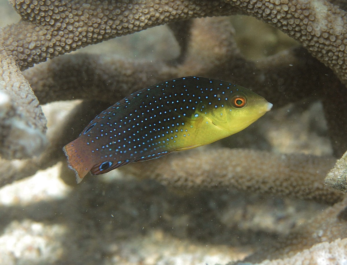 Yellow-breasted wrasse (Anampses twistii)