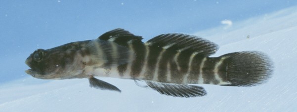 薄氏鮈鰕虎魚 (Gobiosoma bosc)