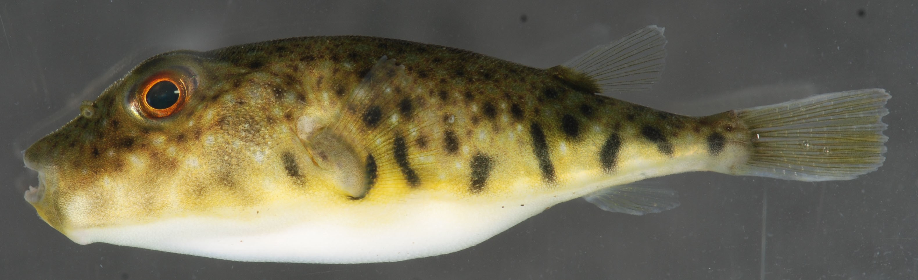 Kugelfisch (Sphoeroides maculatus)