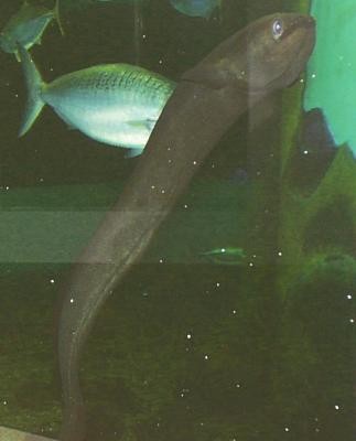 Speckled longfin eel (Anguilla reinhardtii)