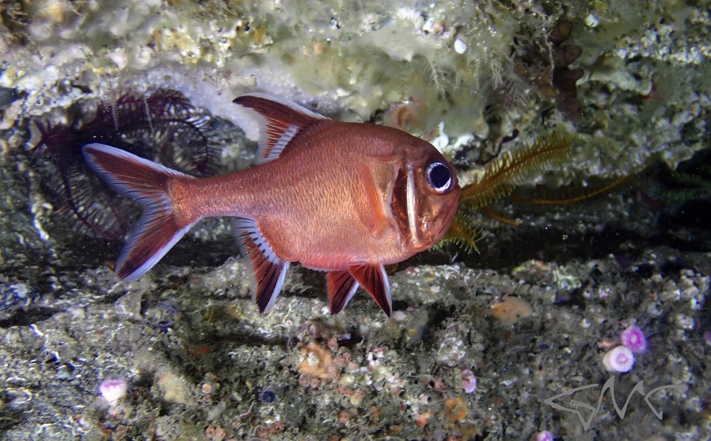 Trachichthys (Trachichthys)