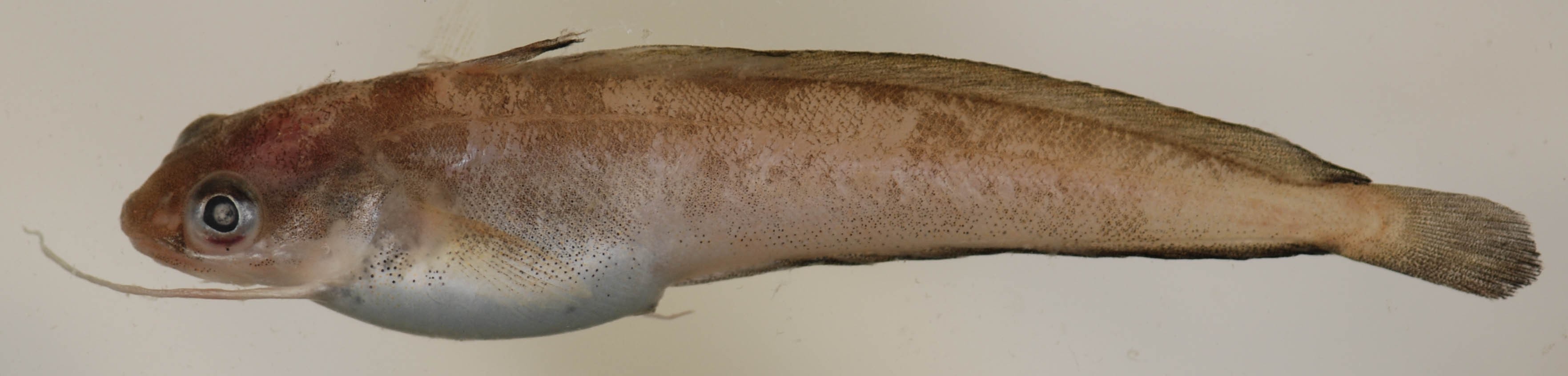 Налим нитеперый красный (Urophycis chuss) - Picture Fish