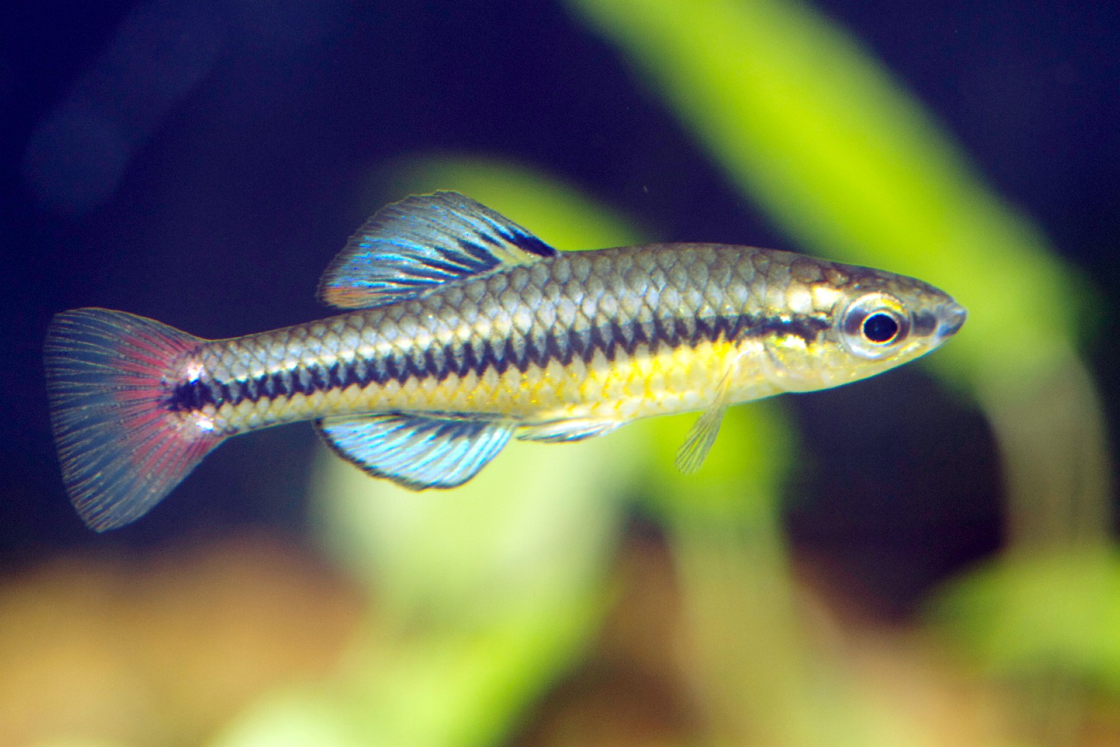 Brightfin killifishes (Lucania)