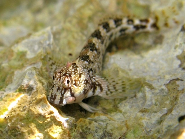 頂鳚 (Coryphoblennius galerita)