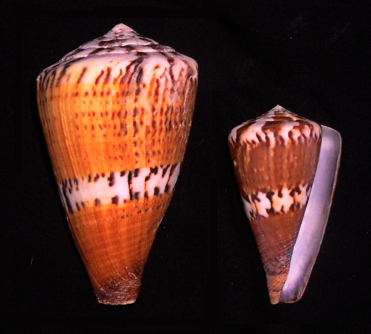 Conus capitaneus (Conus capitaneus)