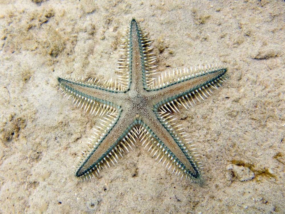 Astropecten polyacanthus (Astropecten polyacanthus)