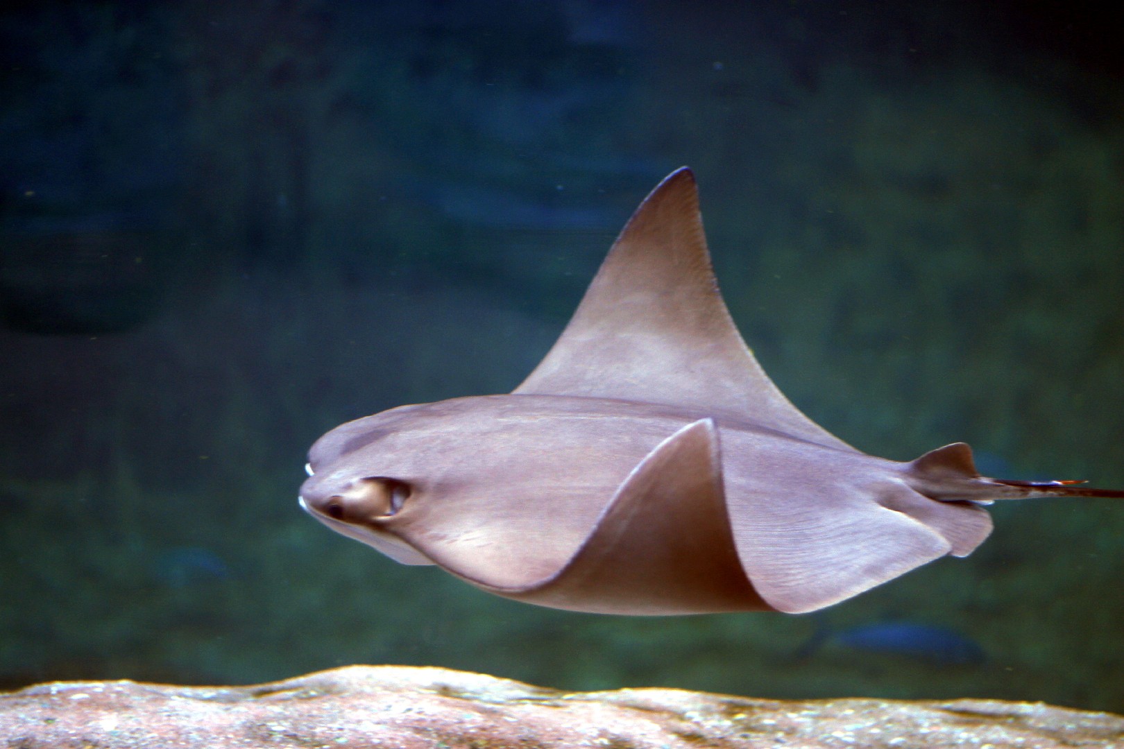 Gavilán cubanito (Rhinoptera bonasus)