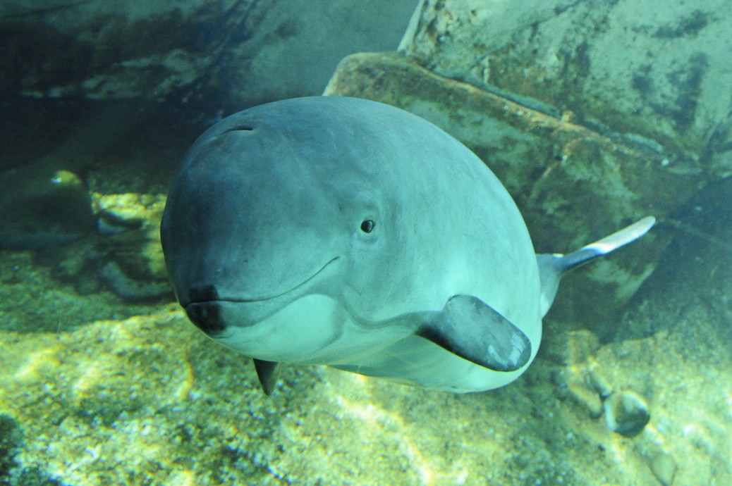 Harbour porpoise (Phocoena phocoena)