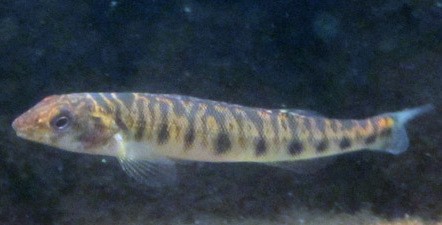 Roughbelly darters (Percina)