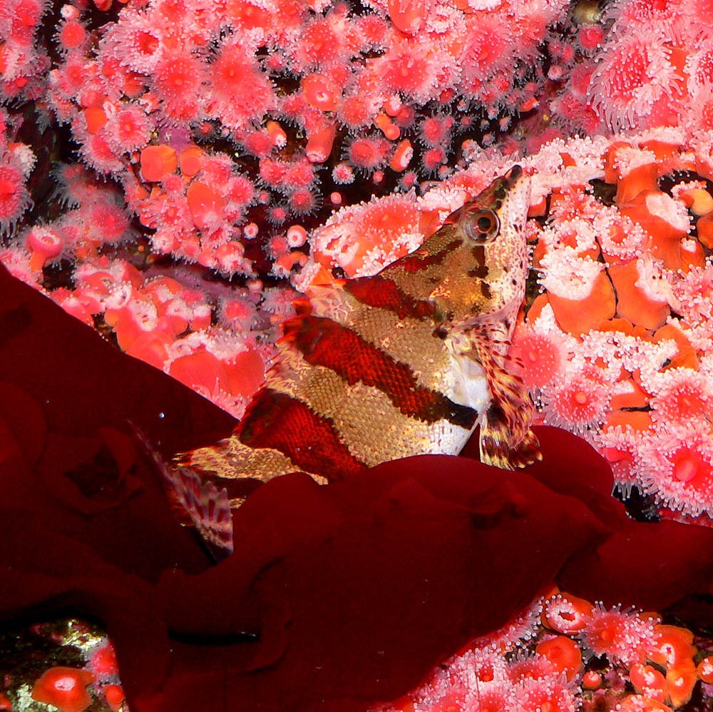 Painted greenling (Oxylebius pictus)