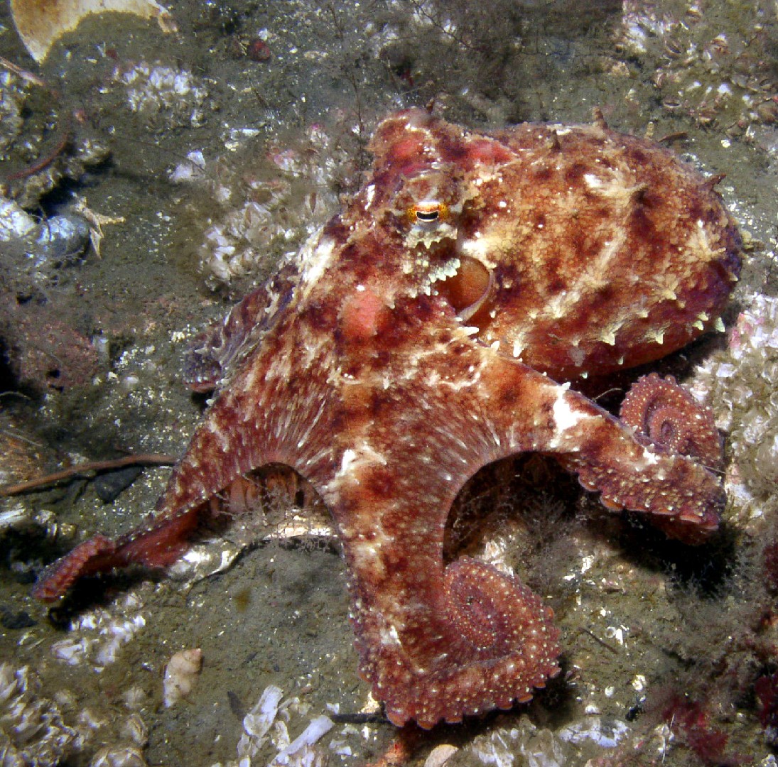 Octopus rubescens (Octopus rubescens)