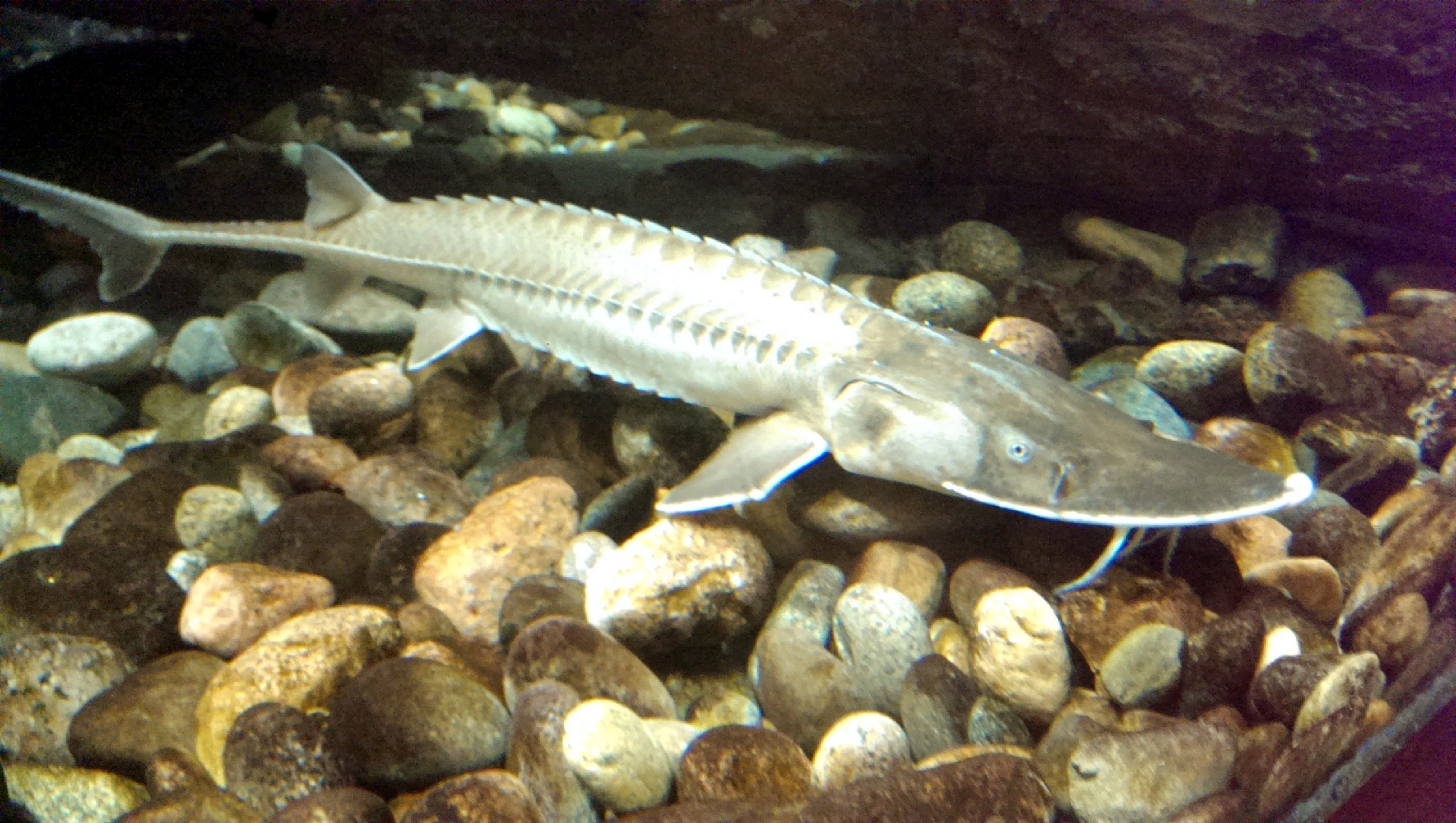 Американские лопатоносы (Scaphirhynchus)