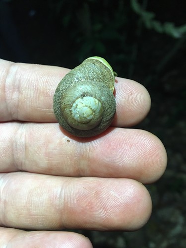 Granodomus lima (Granodomus lima)