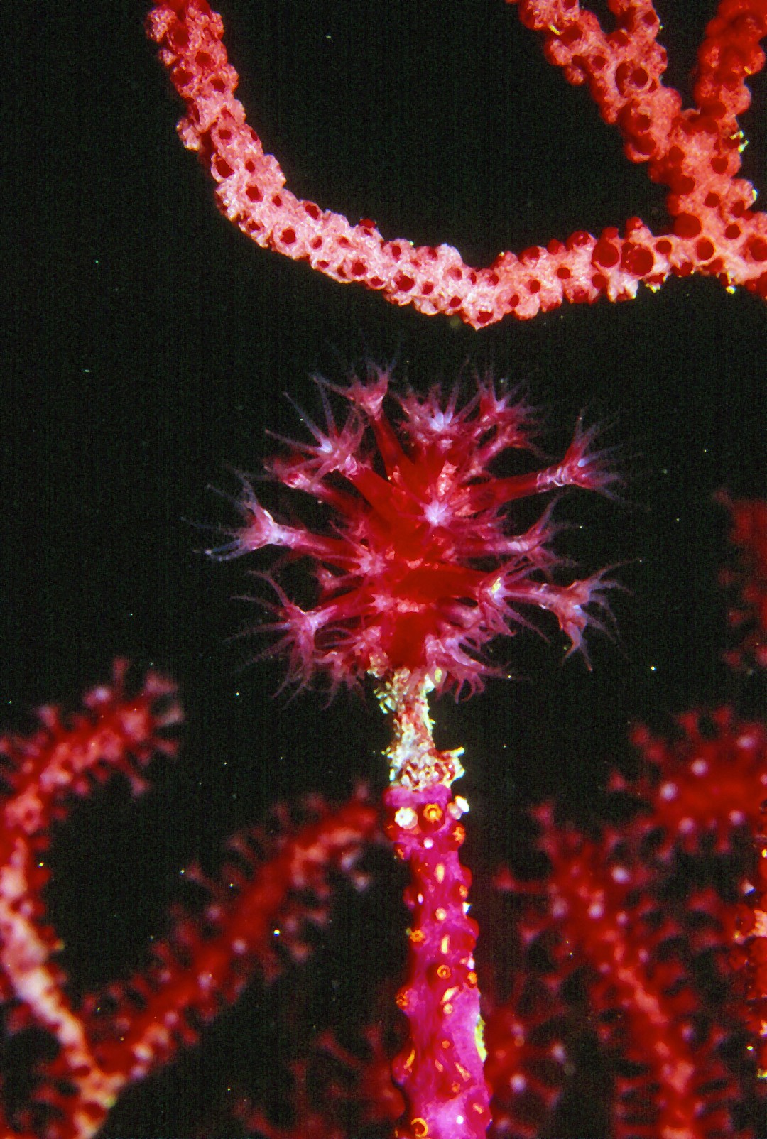 Violescent sea-whip (Paramuricea clavata)