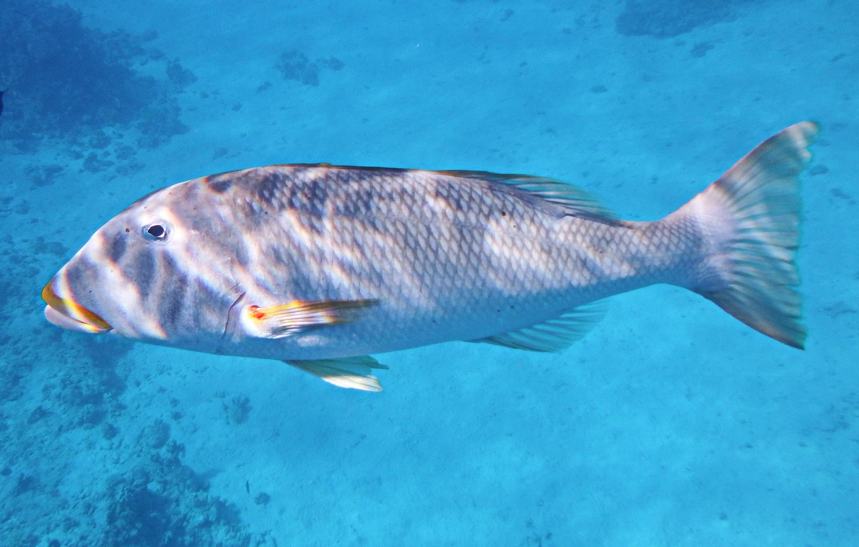 Spangled emperor (Lethrinus nebulosus)