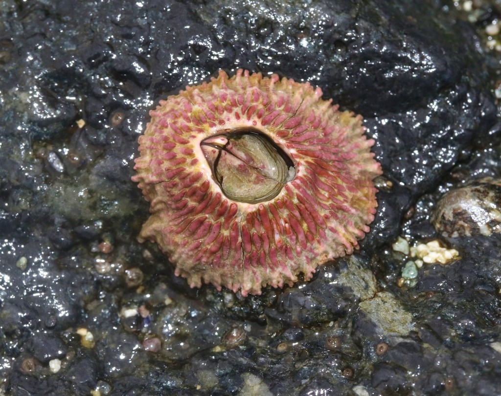 Pink volcano barnacle (Tetraclita rubescens)