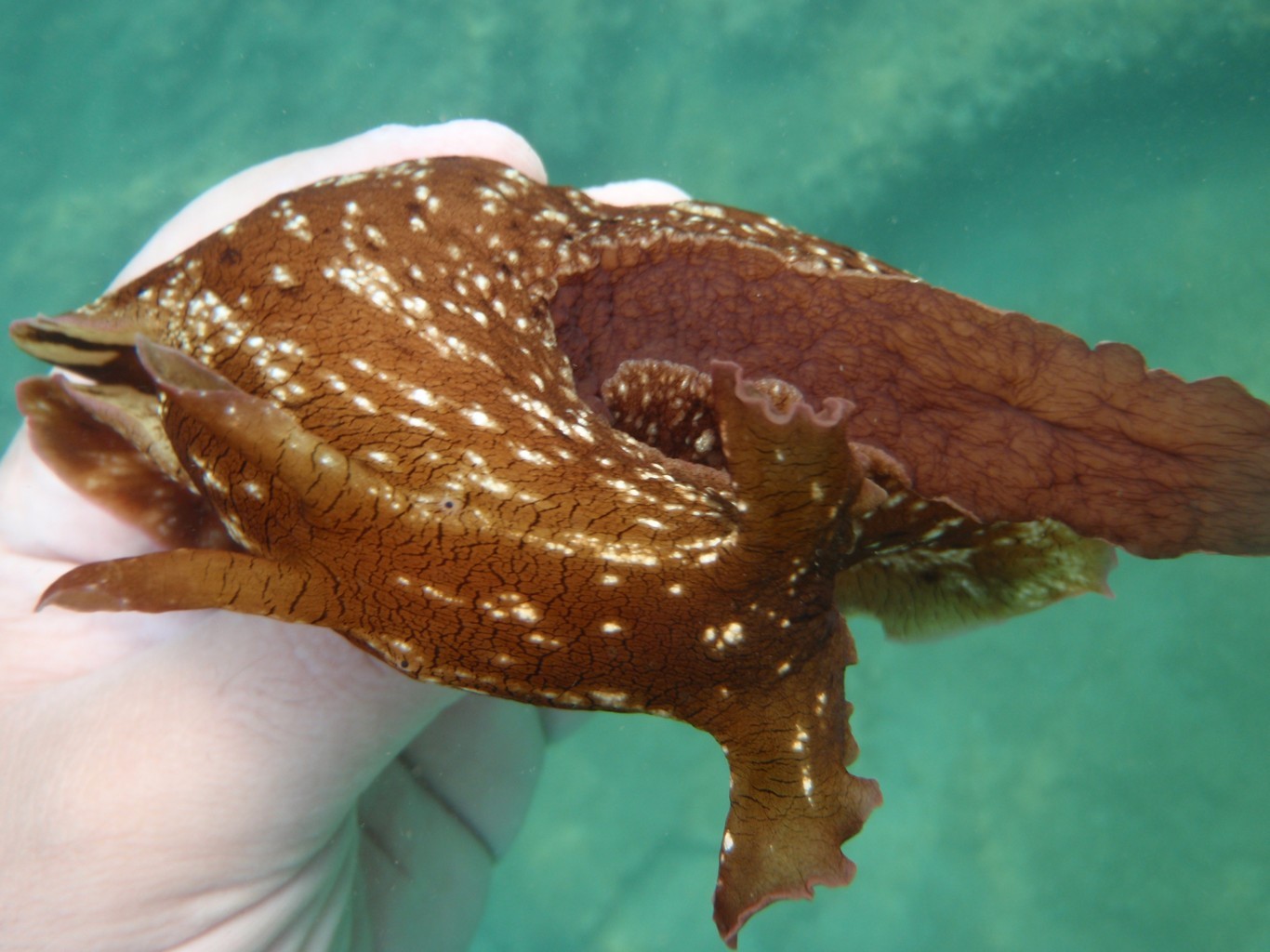 Aplysia Fasciata Aplysia Fasciata Picture Fish