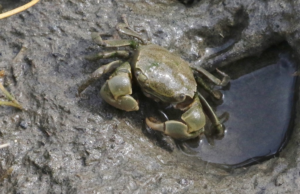 Tunnelling mud crab (Austrohelice)