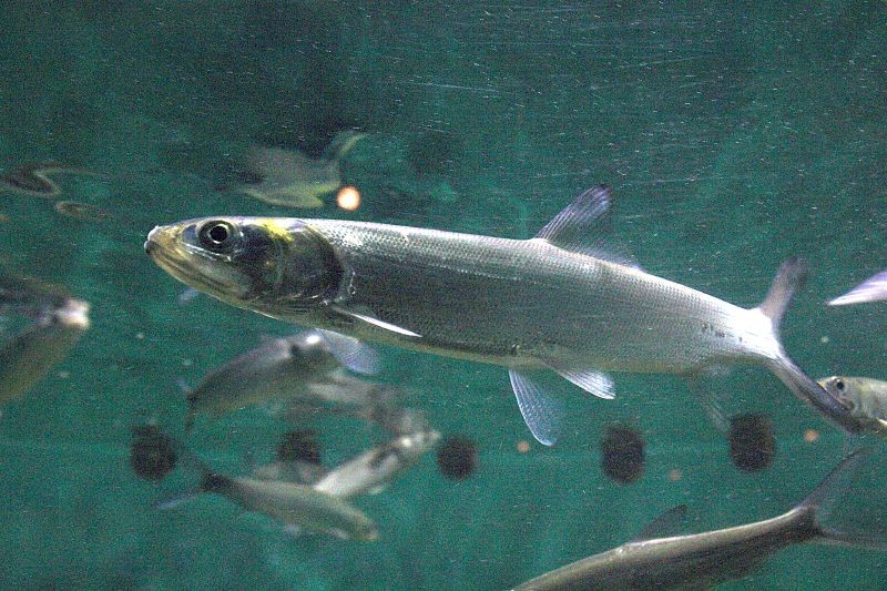 Ladyfish (Elops saurus)