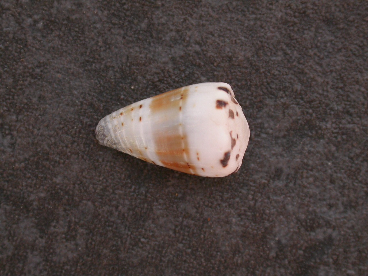 Conus musicus (Conus musicus)