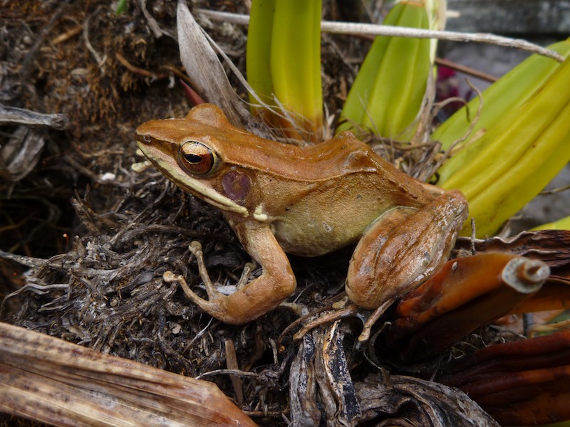 Golden-backed frogs (Hylarana)