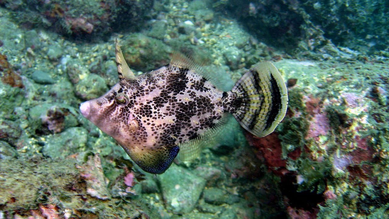 沙鯭 (Monacanthus chinensis)