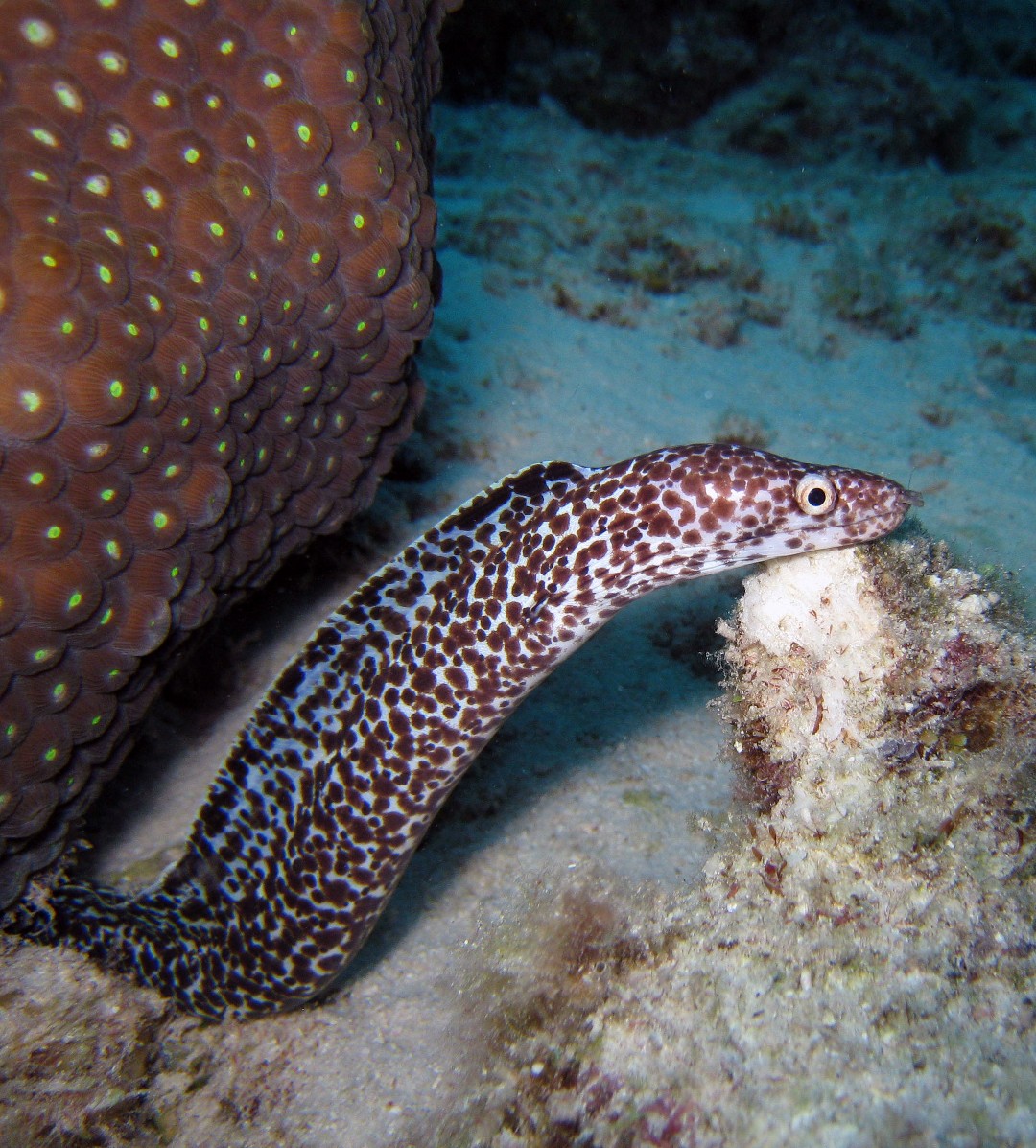 Spotted moray (Gymnothorax moringa)