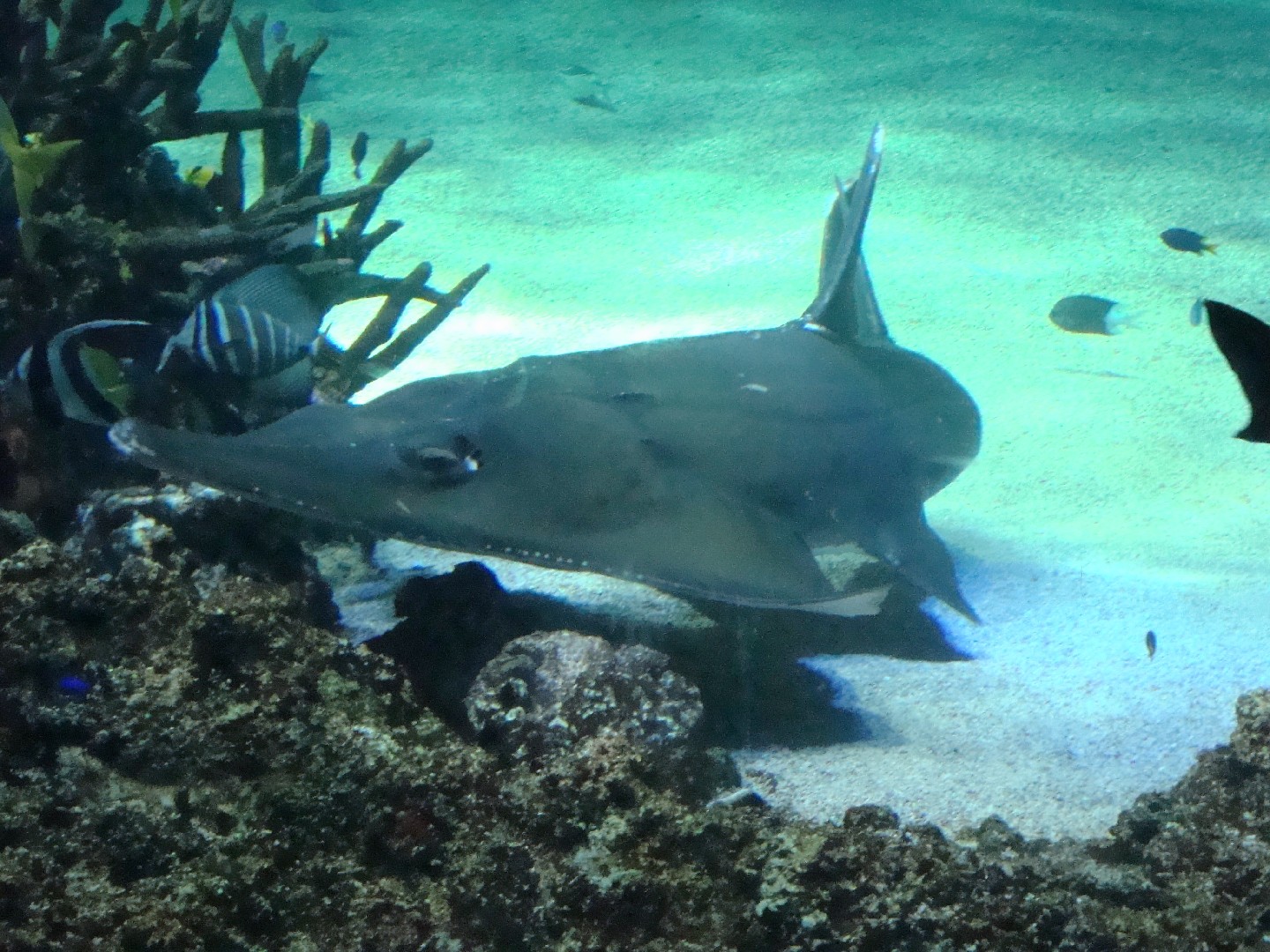 White-spotted guitarfish (Rhynchobatus australiae)