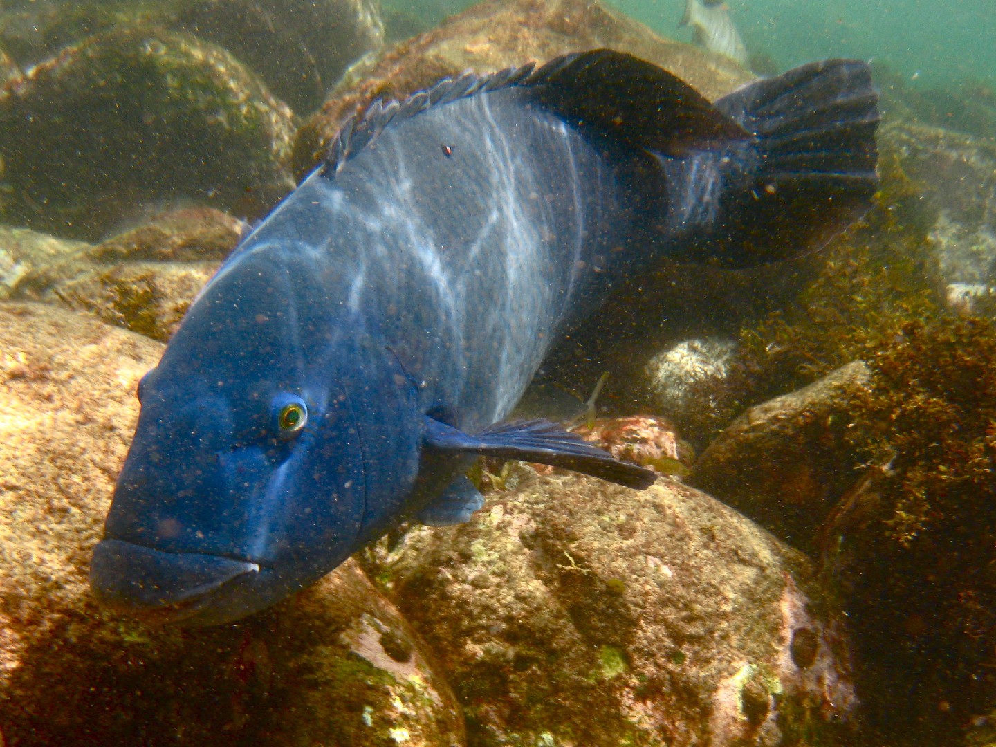 綠藍唇魚 (Achoerodus viridis)