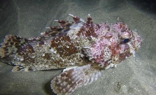 Escorpión californiano (Scorpaena guttata)